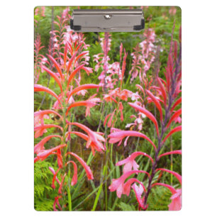 Porte-bloc Fleur de Bugle Lily (Watsonia), Cap-Oriental