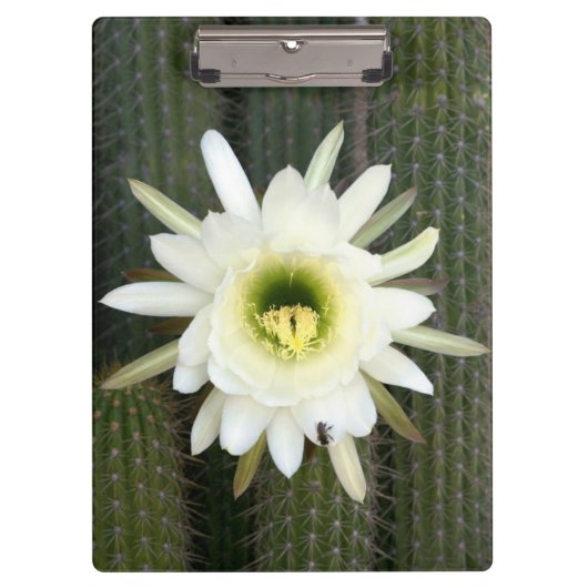 Porte-bloc Fleur De Cactus De Nuit, Région De Karoo (Devant)