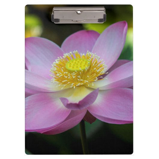 Porte-bloc Fleur de lotus en fleurs, Indonésie (Devant)