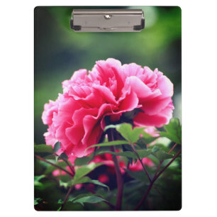 Porte-bloc Fleur de pivoine rose dans le jardin-33333