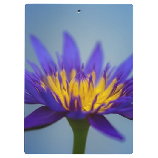 Porte-bloc Fleur Lily d'eau violette (Dos)