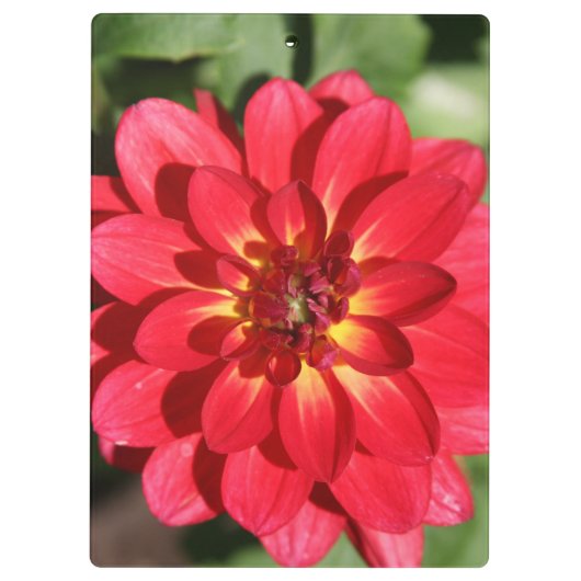 Porte-bloc Fleur Ruby Red Dahlia (Dos)