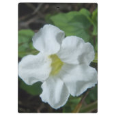 Porte-bloc Fleur tropicale blanche trouvée à Fidji (Dos)