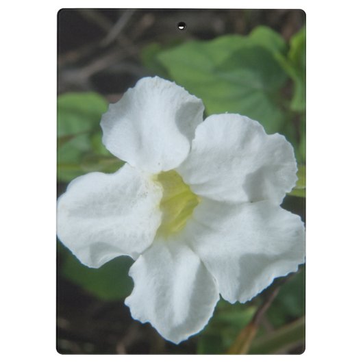 Porte-bloc Fleur tropicale blanche trouvée à Fidji (Dos)