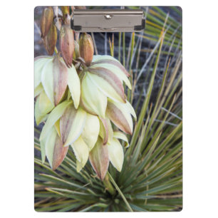 Porte-bloc Fleurs de Yucca elata dans le Haut Missouri
