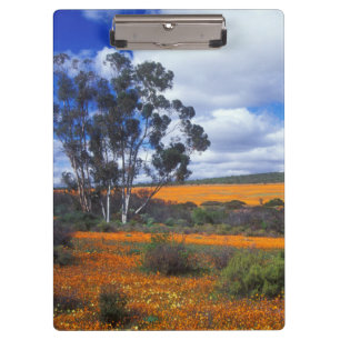 Porte-bloc Fleurs printanières en Namibie du Sud, Afrique du