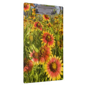 Porte-bloc fleurs sauvages à roues à feu (Gaillardia pulchell (Swatch)