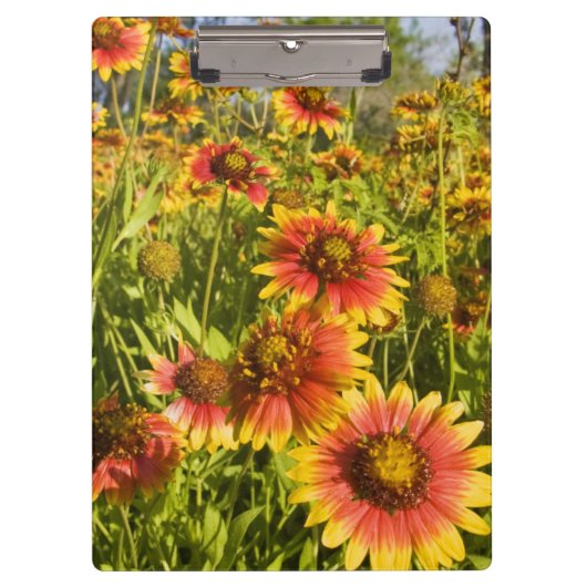 Porte-bloc fleurs sauvages à roues à feu (Gaillardia pulchell (Devant)