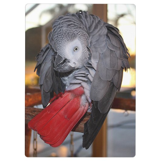 Porte-bloc Flexible Congo perroquet gris africain avec queue (Dos)