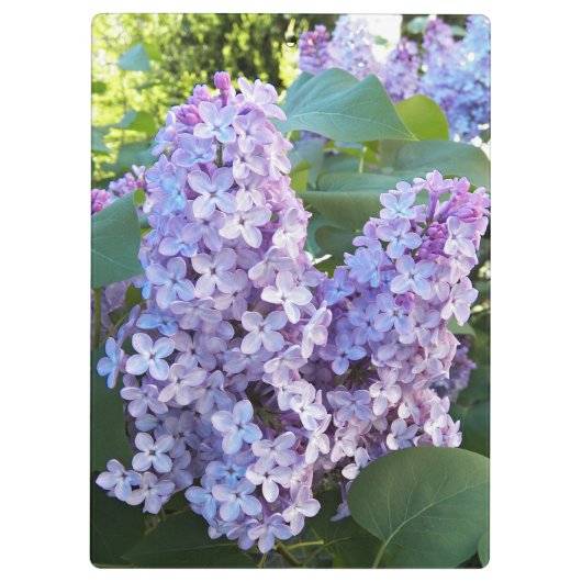 Porte-bloc Floral de Lilac pourpre (Dos)