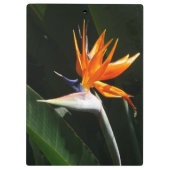 Porte-bloc Flower tropical orange paradise (Dos)