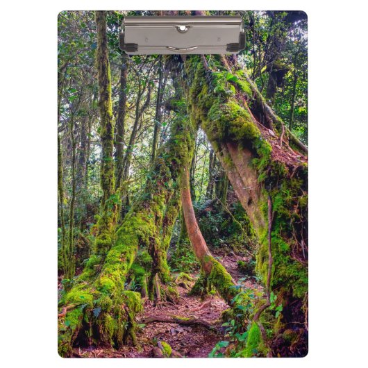 Porte-bloc Forêt moussue (Devant)