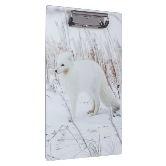 Porte-bloc Fox arctique (Swatch)
