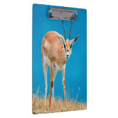 Porte-bloc Gazelle de Grant (Gazella Granti) Ewe Portrait (Swatch)
