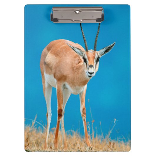 Porte-bloc Gazelle de Grant (Gazella Granti) Ewe Portrait (Devant)
