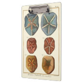 Porte-bloc Gemmes Dollars De Sable (Gauche)