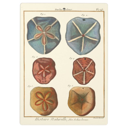 Porte-bloc Gemmes Dollars De Sable (Dos)