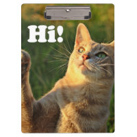Ginger Cat Dit Bonjour !