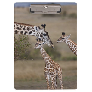 Porte-bloc Giraffe Masaï (Giraffe Tippelskirchi)