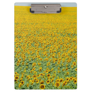 Porte-bloc Gisement jaune de tournesol