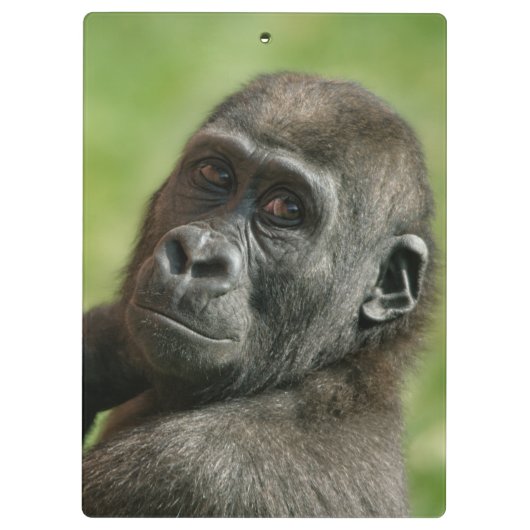 Porte-bloc Gorilla (Dos)