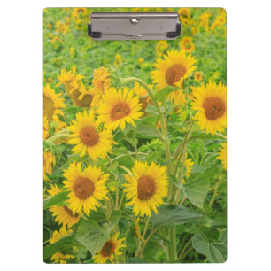 Porte-bloc Grand champ de tournesols près de Moses Lake, WA 2