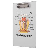 Porte-bloc Graphique d'anatomie des dents (Gauche)