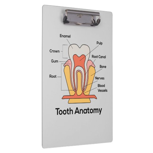 Porte-bloc Graphique d'anatomie des dents (Swatch)