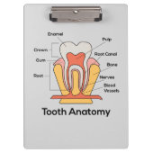 Porte-bloc Graphique d'anatomie des dents (Devant)