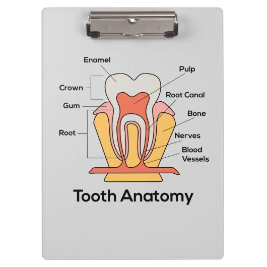 Porte-bloc Graphique d'anatomie des dents (Devant)