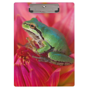 Porte-bloc Grenouille arboricole du Pacifique sur des fleurs