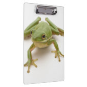 Porte-bloc Grenouille d'arbre verte (Swatch)