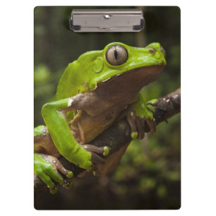 Porte-bloc Grenouille géante Phyllomedusa de feuille