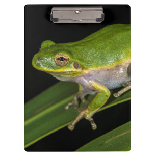 Porte-bloc Grenouille verte américaine (Hyla cinerea) 2