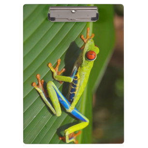 Porte-bloc Grenouille verte de la jungle