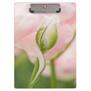 Porte-bloc Gros plan sur tulipe et bourgeon