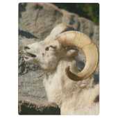 Porte-bloc Grosse corne Mouton rire (Dos)