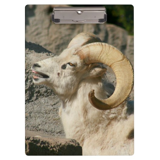 Porte-bloc Grosse corne Mouton rire (Devant)