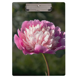 Porte-bloc Grosses fleurs de pivoine rose le jour du printemp