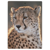 Porte-bloc Guépard regardant ailleurs (Dos)