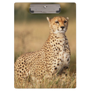 Porte-bloc Guépard sur un petit monticule pour une meilleure