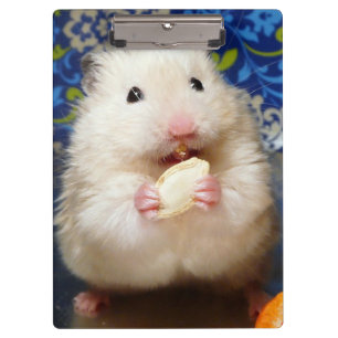 Porte-bloc Hamster syrien pelucheux Kokolinka mangeant une