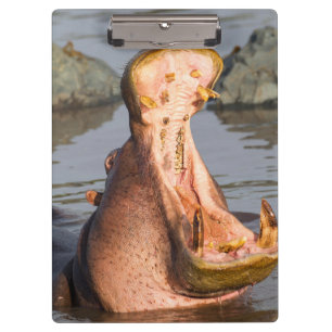 Porte-bloc Hippopotame bâillant, Tanzanie