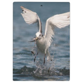 Porte-bloc Hovering Kittiwake (Dos)