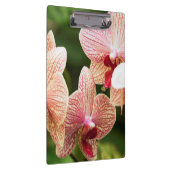 Porte-bloc Hybride d'orchidée orange, Afrique du Sud (Swatch)
