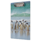 Porte-bloc Îles Falkland. Île Saunders. Gentoo (Gauche)
