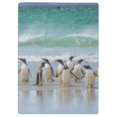Porte-bloc Îles Falkland. Île Saunders. Gentoo (Dos)