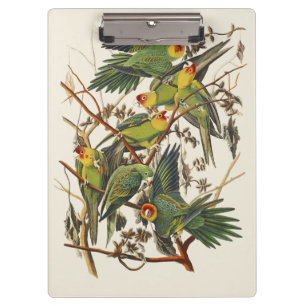 Porte-bloc Illustration vintage d'Audubon du perroquet de Car