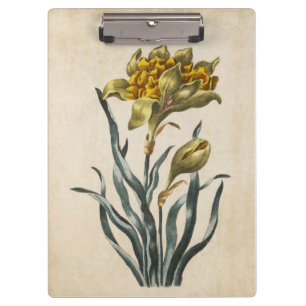 Porte-bloc Illustration vintage de la jonquille florale botan