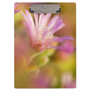 Porte-bloc Image diffusée d'une fleur succulente colorée